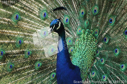 Image of peacock 