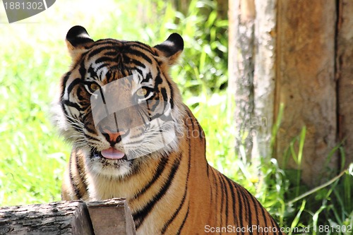Image of tiger 