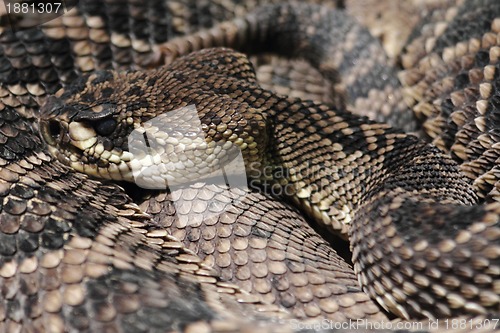 Image of rattlesnake