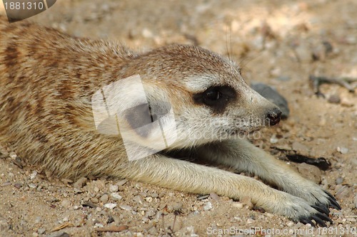 Image of suricata