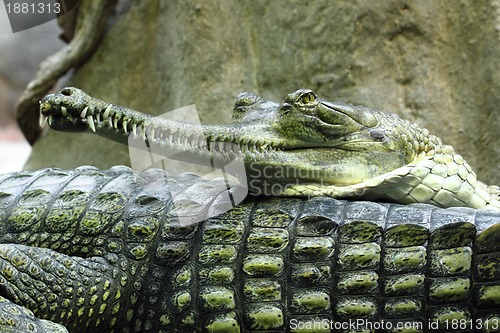 Image of crocodile head