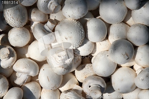 Image of edible mushrooms background