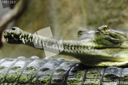 Image of crocodile head