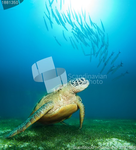 Image of Sea turtle deep underwater
