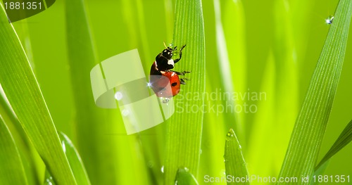 Image of closeup of cute ladybug