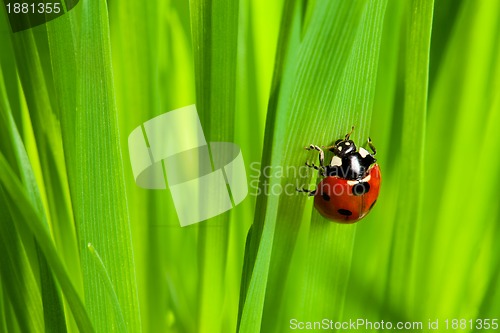 Image of cute ladybug on the grass