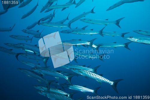 Image of school of barracudas