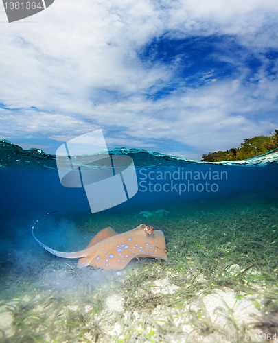 Image of Blue spotted stingray