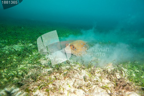 Image of stingray racing on ocean botton