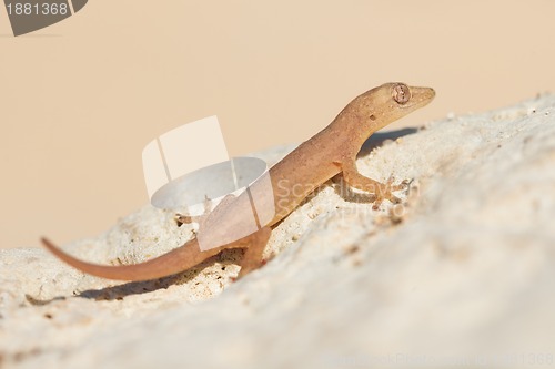 Image of cute small lizard on rock