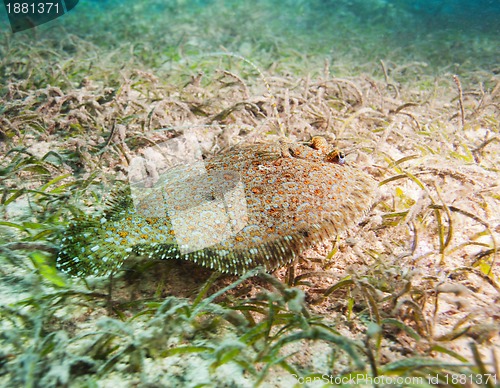 Image of cute flatfish on sandy bottom