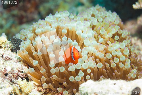 Image of cute clownfish in anemones