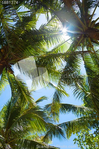 Image of tops of palm trees