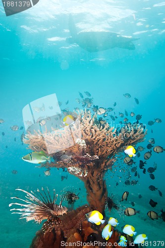 Image of Rich coral with fishes