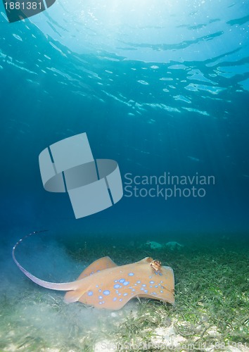 Image of Blue spotted sting ray