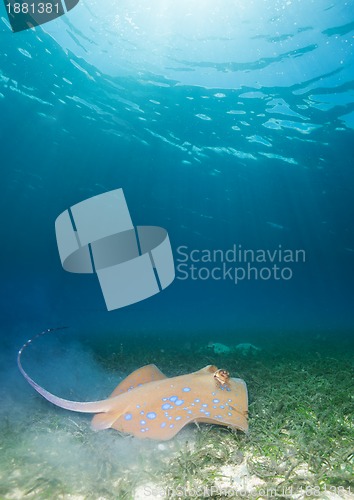 Image of Blue spotted sting ray