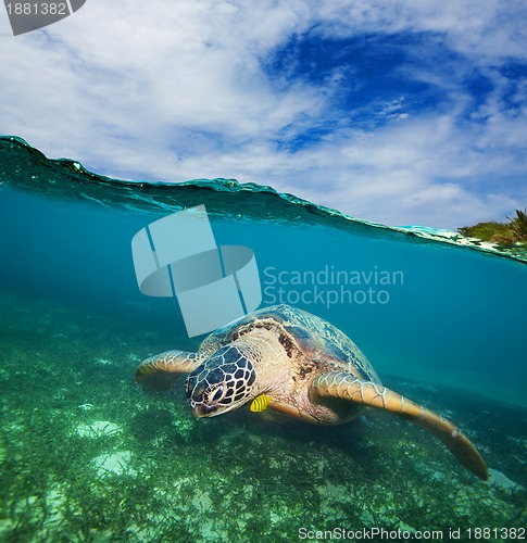 Image of Turtle swimming on the sea bottom