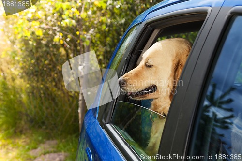 Image of funny dog in blue car