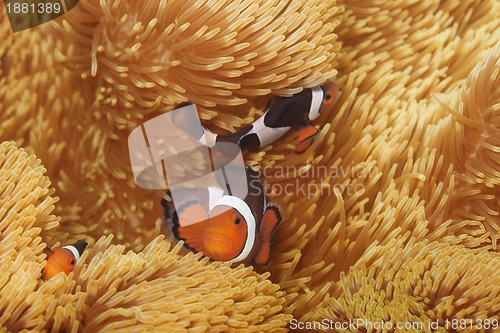 Image of macro shoot of clownfish