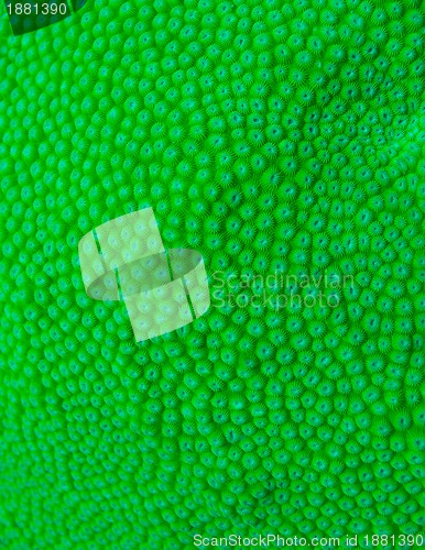 Image of macro shoot of green hard coral