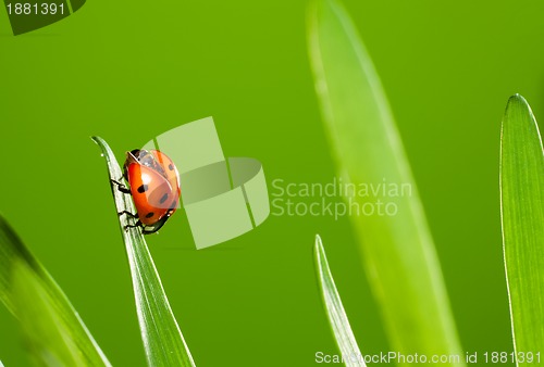Image of close up of beautiful ladybug