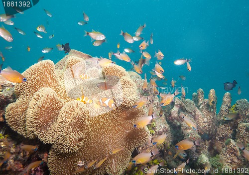 Image of busy life on coral reef