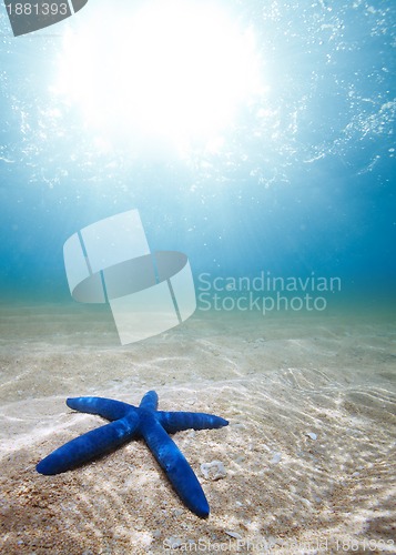 Image of Starfish deep underwater