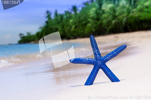 Image of blue starfish on white sand beach