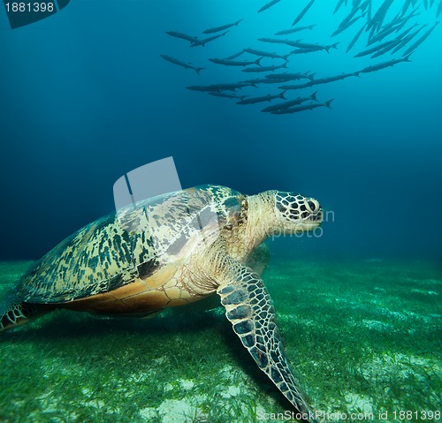 Image of Huge sea turtle on the seaweed bottom