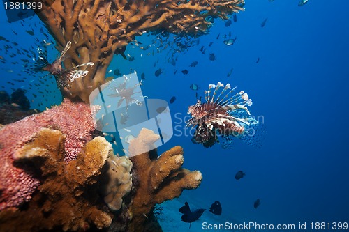 Image of lionfish and sea cucumber under coral