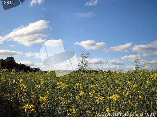 Image of Field with yellow flowers.