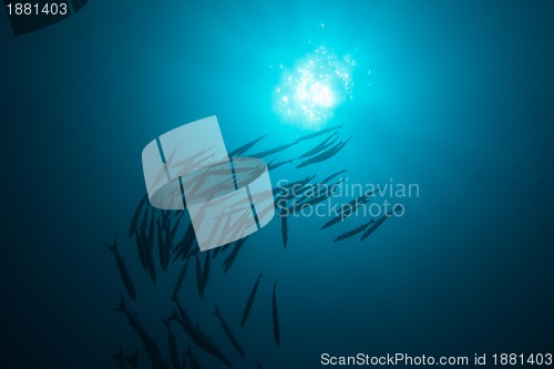 Image of school of barracudas in blue