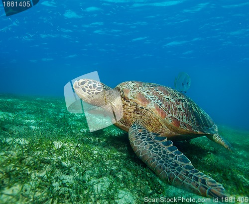 Image of enormous sea turtle in gulf