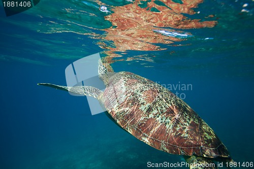 Image of Catching air on the sea surface