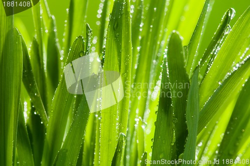 Image of green grass close up