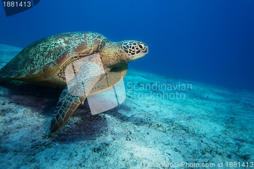 Image of Huge sea turtle on sandy bottom