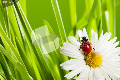 Image of ladybug in green grass
