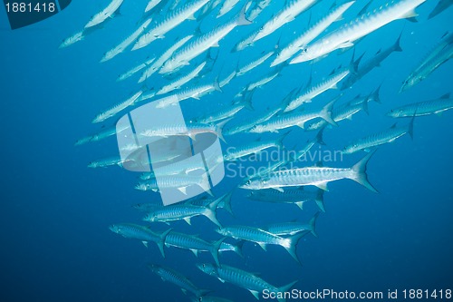 Image of big fish in big water