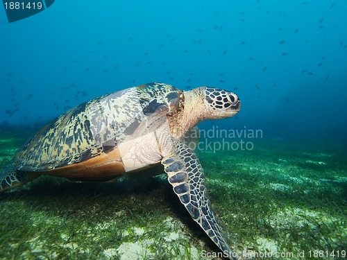 Image of Turtle on seaweed bottom