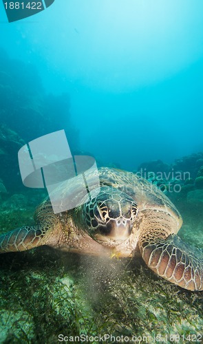 Image of underwater reptile eating seaweed