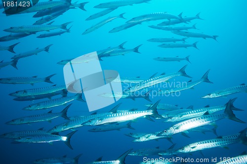 Image of school of barracudas in the stream