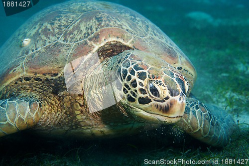 Image of Huge sea turtle eat seaweed