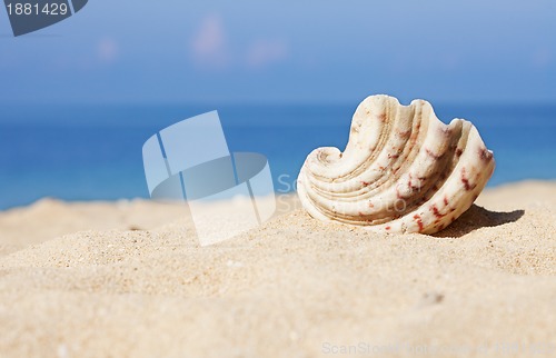 Image of seashell on the white sand