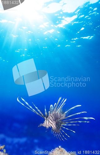 Image of one lionfish in blue