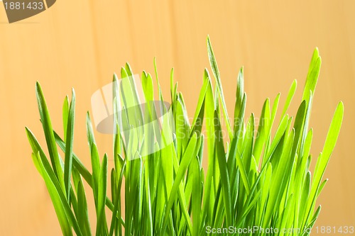 Image of green first crops closeup