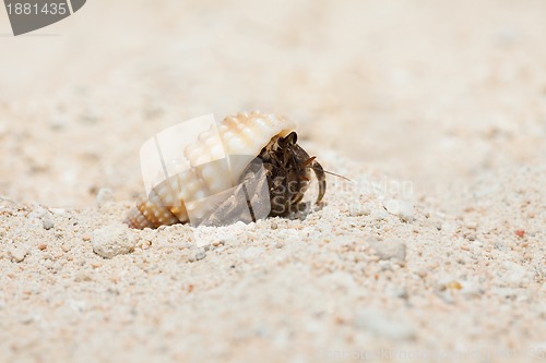 Image of tiny crab on sandy beach