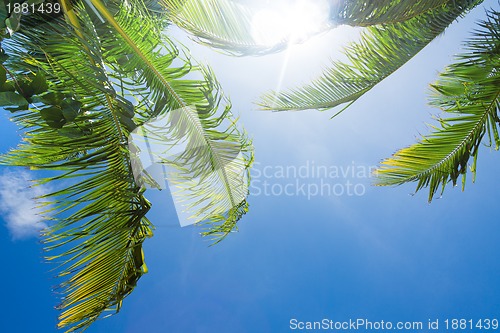 Image of sun shining through palm tree leaves