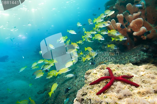 Image of stunning red starfish and snappers