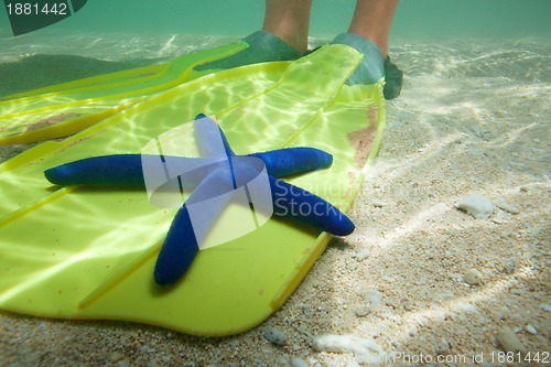 Image of Starfish laying on fins