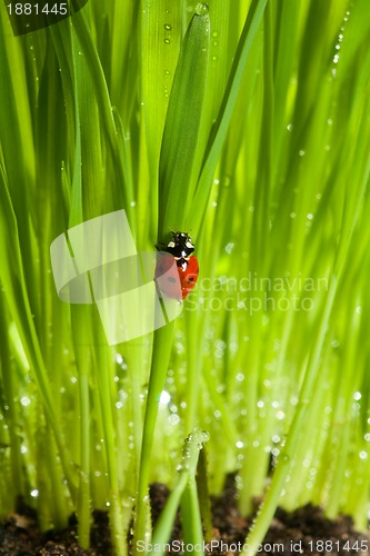 Image of wet ladybug in green grass